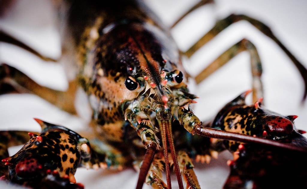 How to Get Ready for Florida Lobster Mini Season 2024